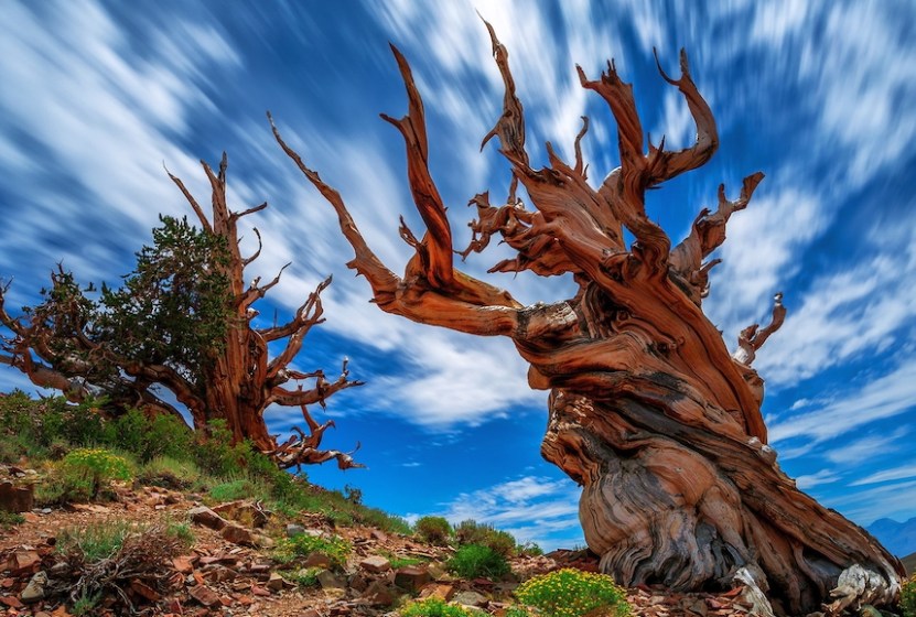 bristlecone-pines-can-live-for-thousands-of-years-the-grampa-zone