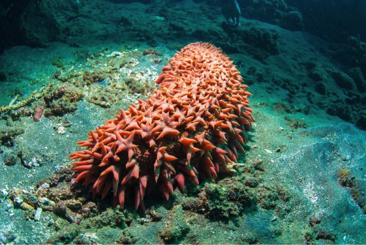 sea cucumber plush