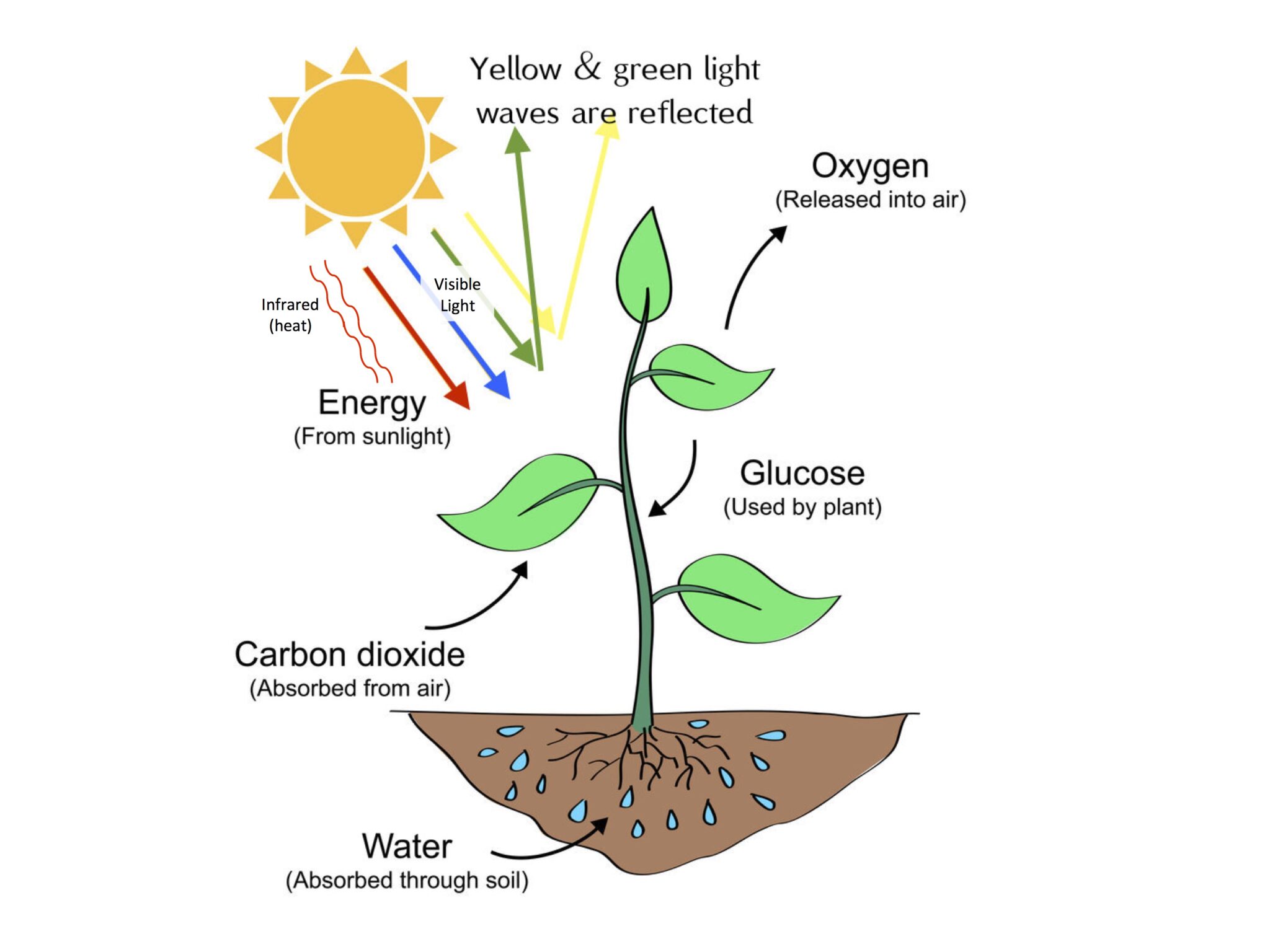 Photosynthesis – Trunk in the Attic