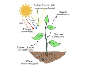 Photosynthesis – Trunk in the Attic